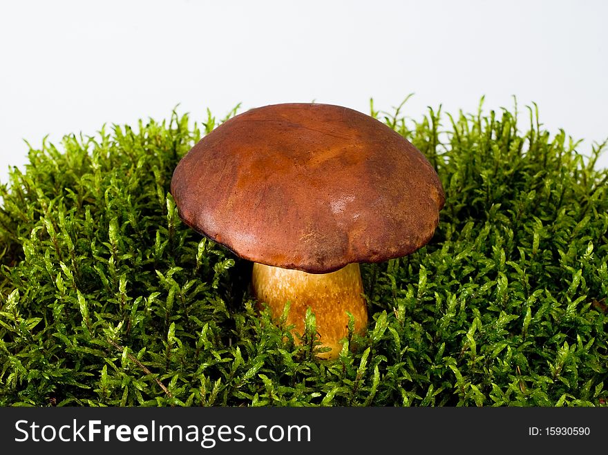 Young mushroom growing on green moss on the white background. Young mushroom growing on green moss on the white background