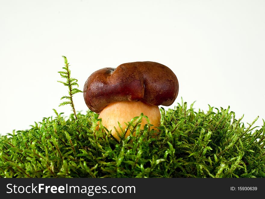 Young mushroom growing on green moss on the white background. Young mushroom growing on green moss on the white background