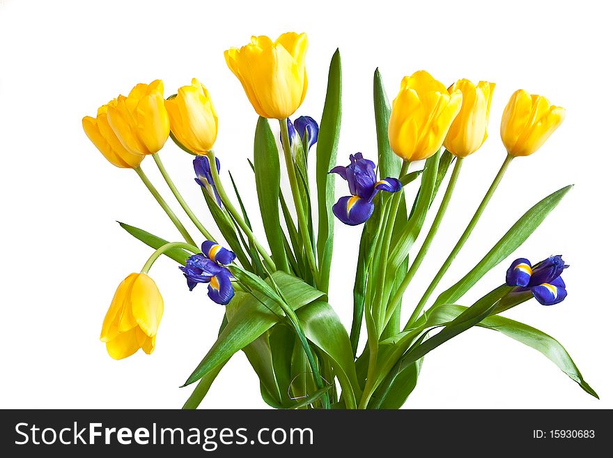 Isolated yellow tulips and dark blue irises on white background. Isolated yellow tulips and dark blue irises on white background