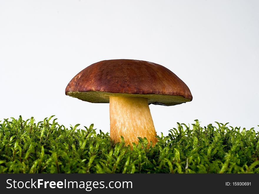 Young mushroom growing on green moss on the white background. Young mushroom growing on green moss on the white background
