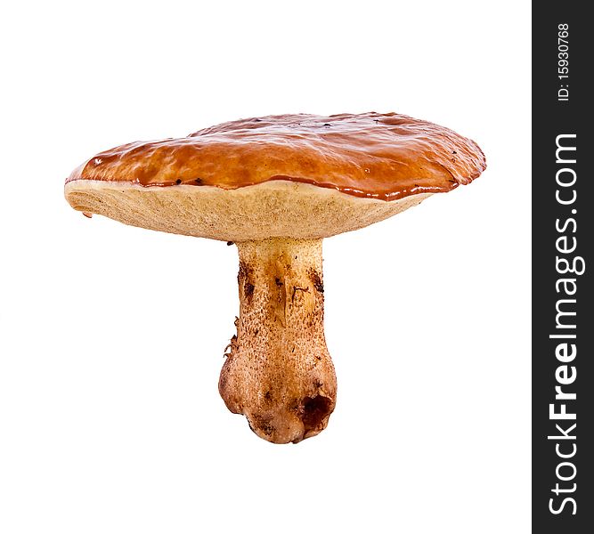 Single Suillus on white background