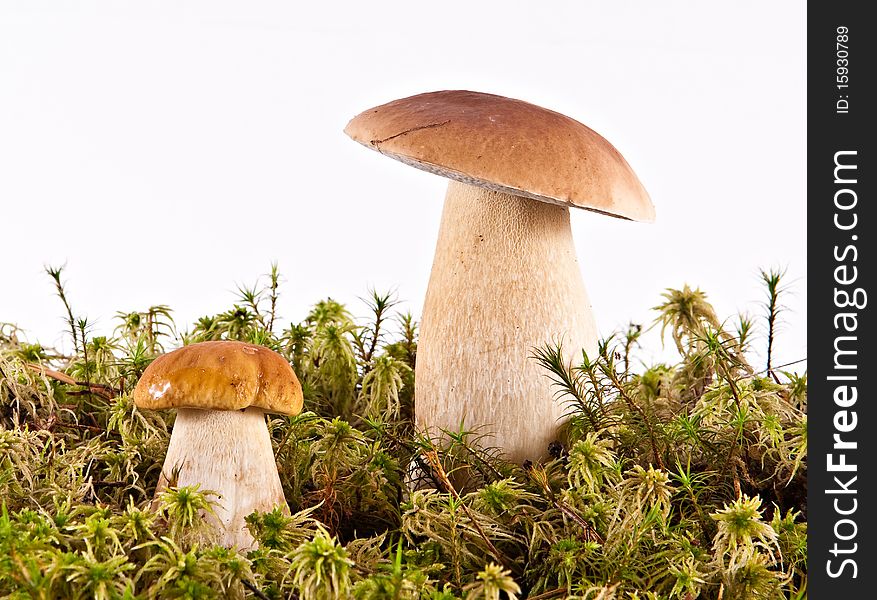 Two mushrooms growing in a moss. Two mushrooms growing in a moss