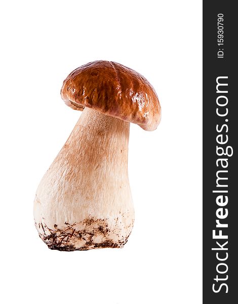 Boletus edulis on white background