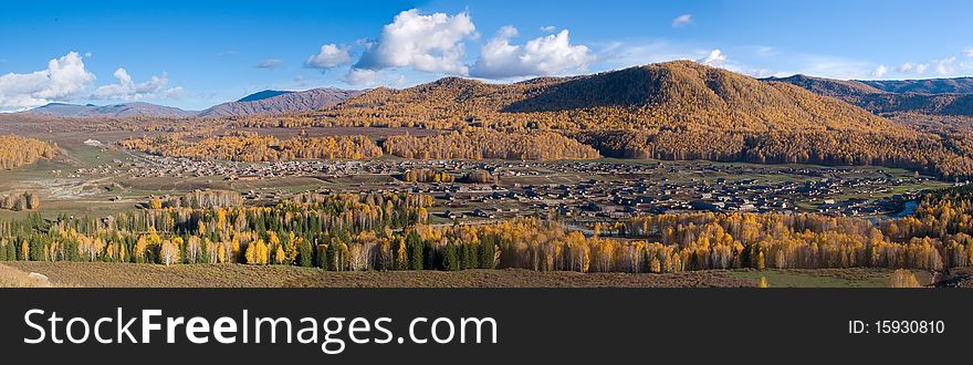 A panoramic view of autumnal birches forest. A panoramic view of autumnal birches forest.