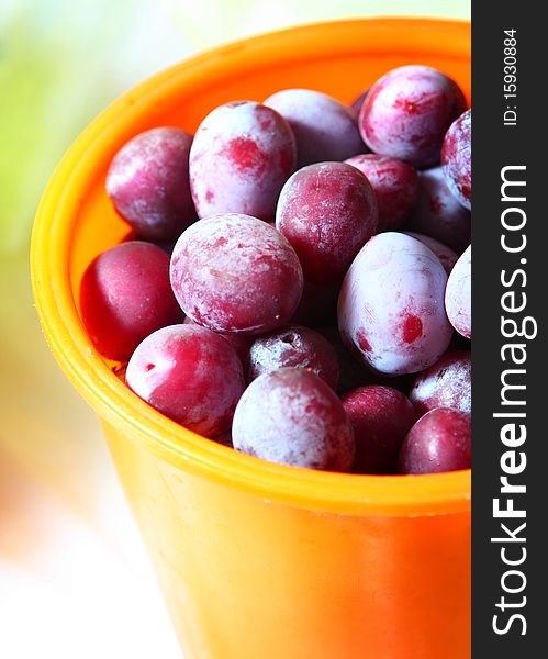 Ripe plums in orange bucket