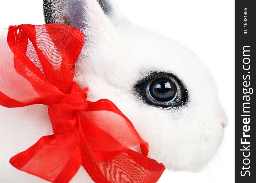 Small beautiful rabbit with  red ribbon on  white background