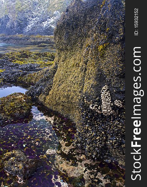 Tide Pool at Yaquina Head State Park