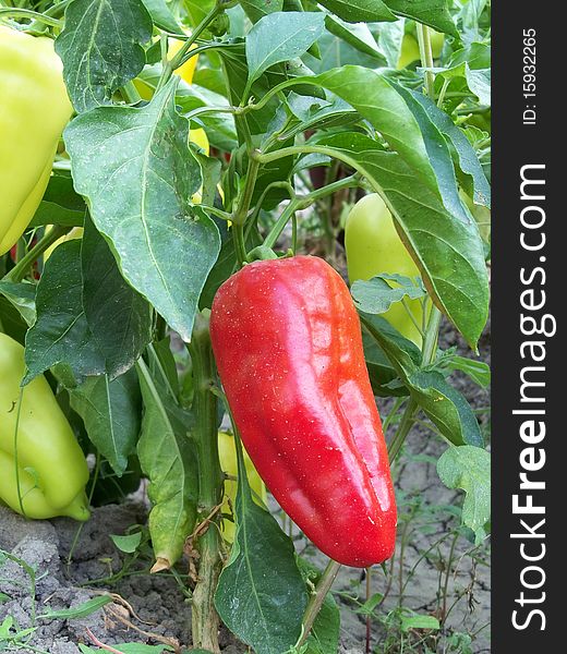 Red pepper plants in nature. Red pepper plants in nature