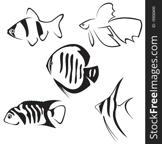 Aquarium fish. Line drawing in black and white. Aquarium fish. Line drawing in black and white.