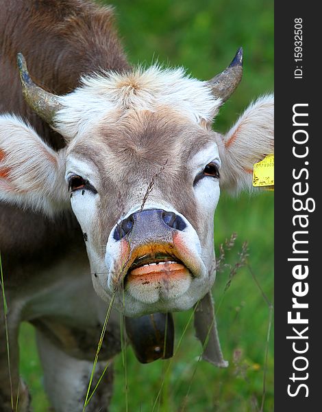 Milk cow in an Italian bent grass