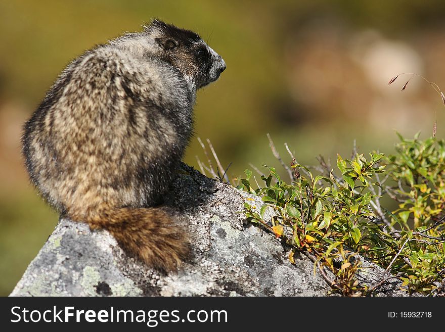 Marmot perched atop a Rock in Hatcher Pass, AK