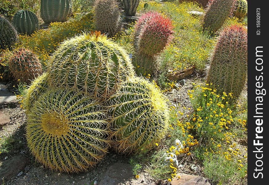 Golden barrel cactus growing at the Living Desert, Palm Springs, CA. Golden barrel cactus growing at the Living Desert, Palm Springs, CA