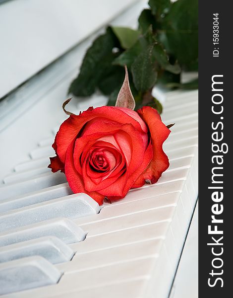 Red Rose On The White Piano