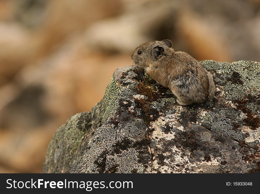 A pika, a small, furry rock-dwelling mammal, peers over the edge of a rock ledge on a mountain in Hatcher Pass, Alaska. A pika, a small, furry rock-dwelling mammal, peers over the edge of a rock ledge on a mountain in Hatcher Pass, Alaska.