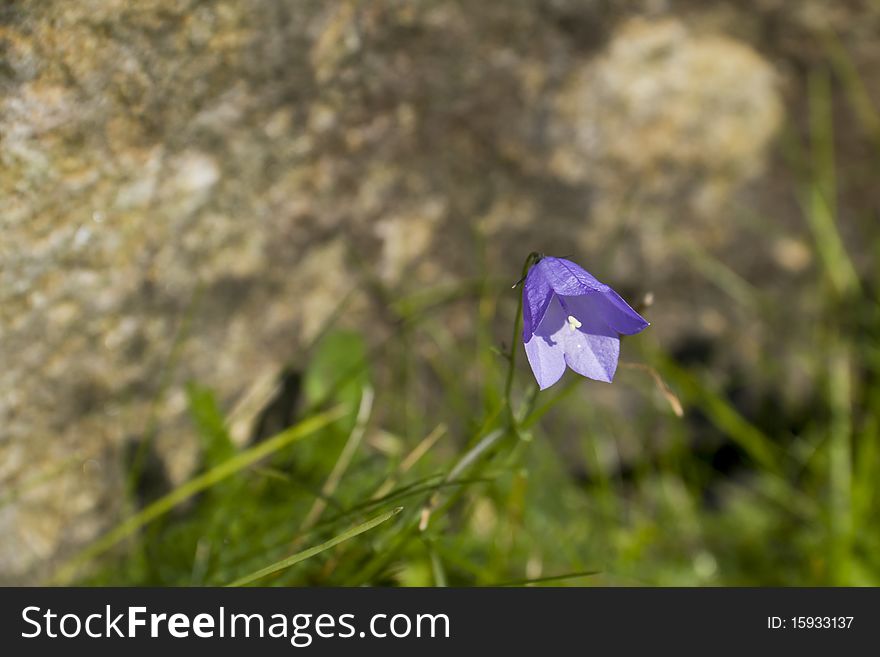 A single lovely delicate blue Harebell. A single lovely delicate blue Harebell