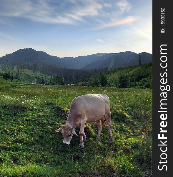 Cow pasturing on a meadow against mountain landscape. Cow pasturing on a meadow against mountain landscape