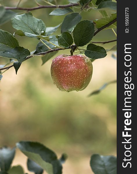 Red apple hanging on a branch. Red apple hanging on a branch