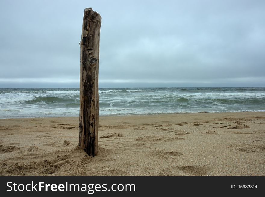 Beach Driftwood