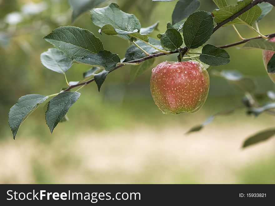 Red apple on a branch