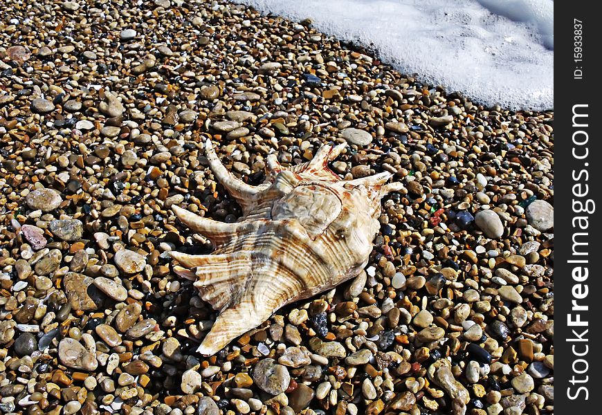 Pebble and cockleshell on the coast of sea. Pebble and cockleshell on the coast of sea