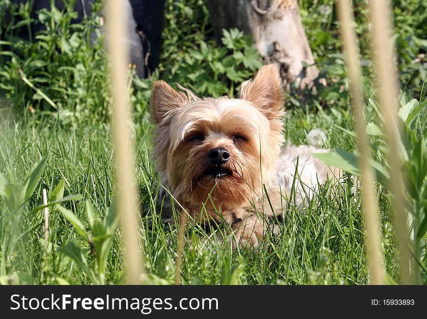 Yorkie Lying in the Grass