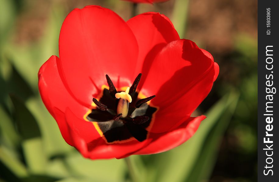 A close-up of a tulip growing on a meadow. A close-up of a tulip growing on a meadow