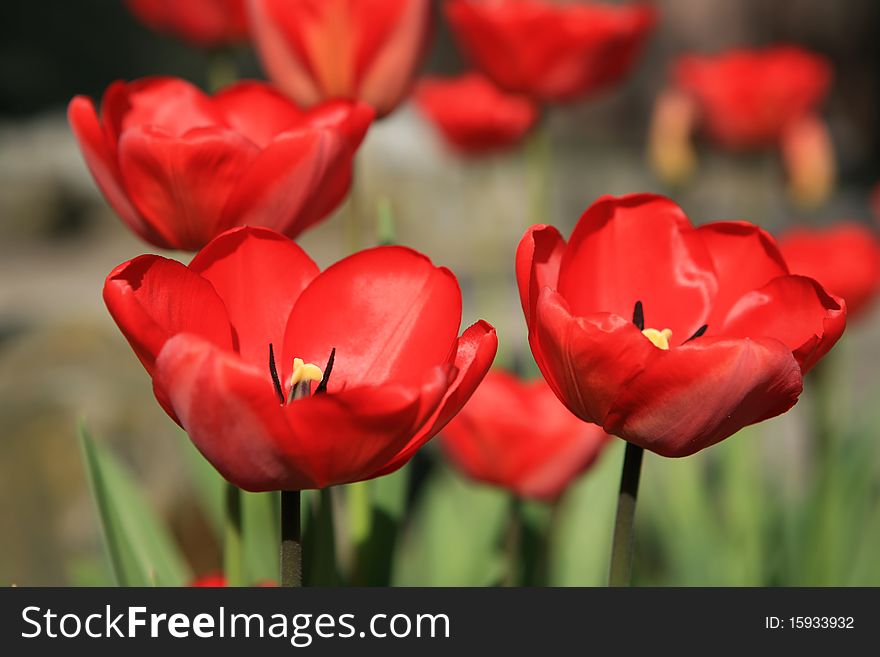 A close-up of tulips growing on a meadow. A close-up of tulips growing on a meadow