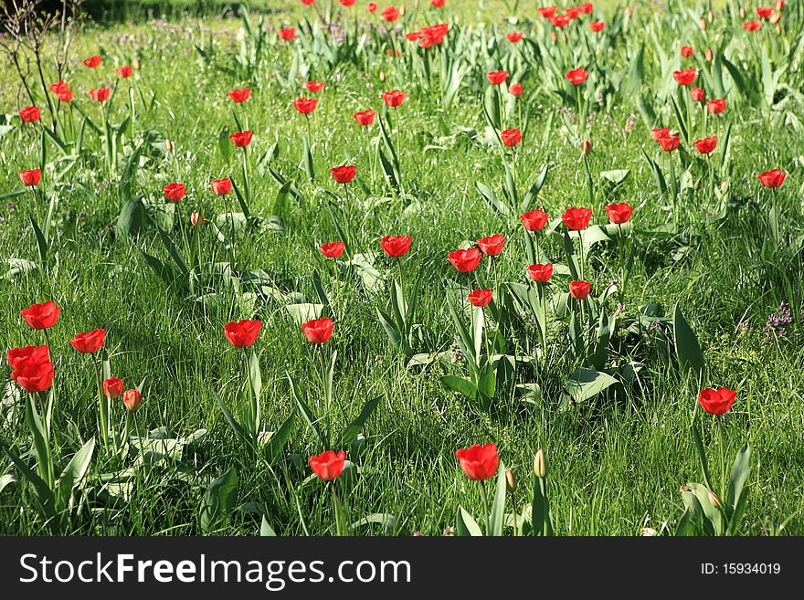 Tulips growing on a meadow. Tulips growing on a meadow