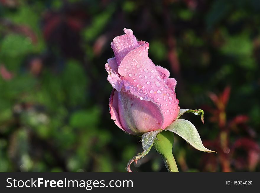 This is a picture of a rose with dew drops. This is a picture of a rose with dew drops.
