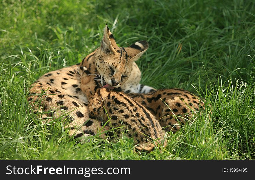 Nursing cheetah mother and two little cheetas