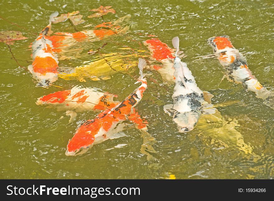 An image of gold fish swimming in a garden pond also providing an abstract color background. An image of gold fish swimming in a garden pond also providing an abstract color background.