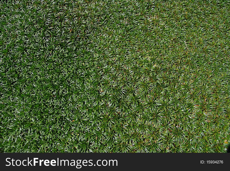 Grass, great as wallpaper or background. Grass, great as wallpaper or background