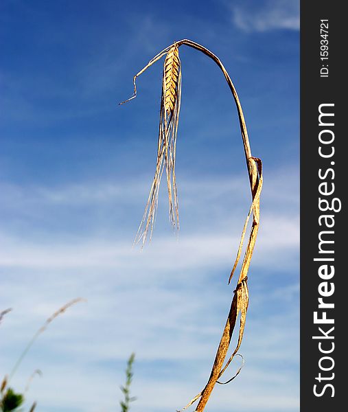 A Stalk of Wheat Isolated against a Blue Sky