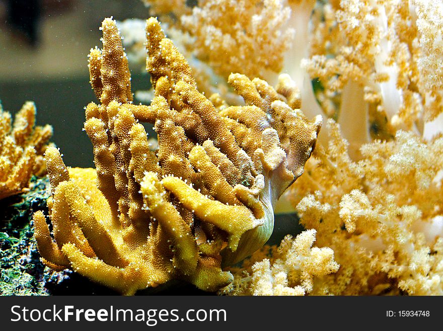 Underwater marine life of corals in tropical aquarium