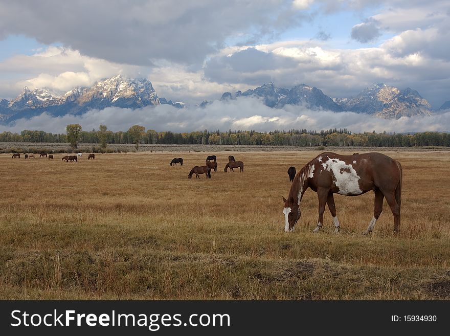 Horse standing in front of the Teton mountain range in Wyoming. Horse standing in front of the Teton mountain range in Wyoming