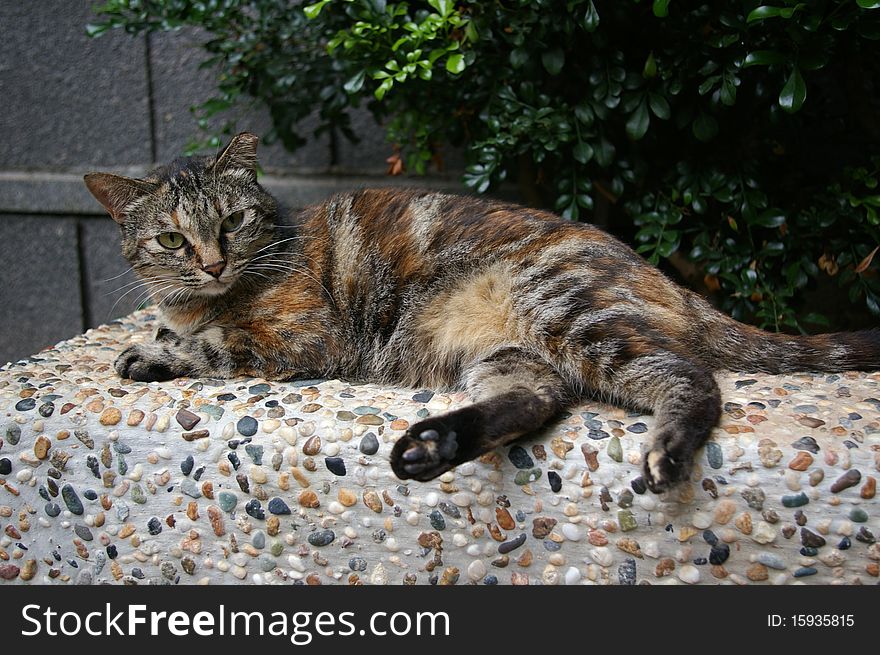 A Sleepy Cat Lies On The Stone