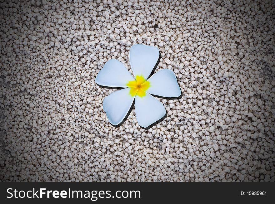 This picture is the temple flower on white sand background