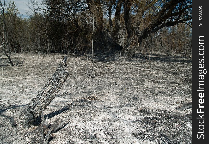 Charred trunks of trees after fire