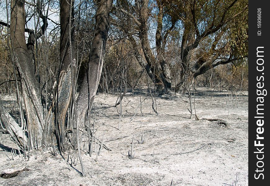Charred trunks of trees after fire