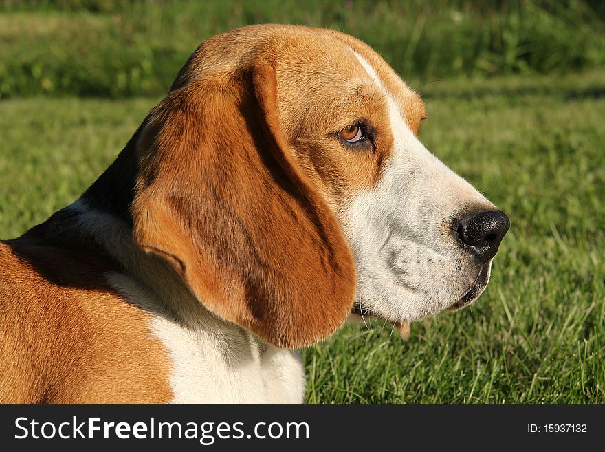 Head portrait of beautiful beagle. Head portrait of beautiful beagle