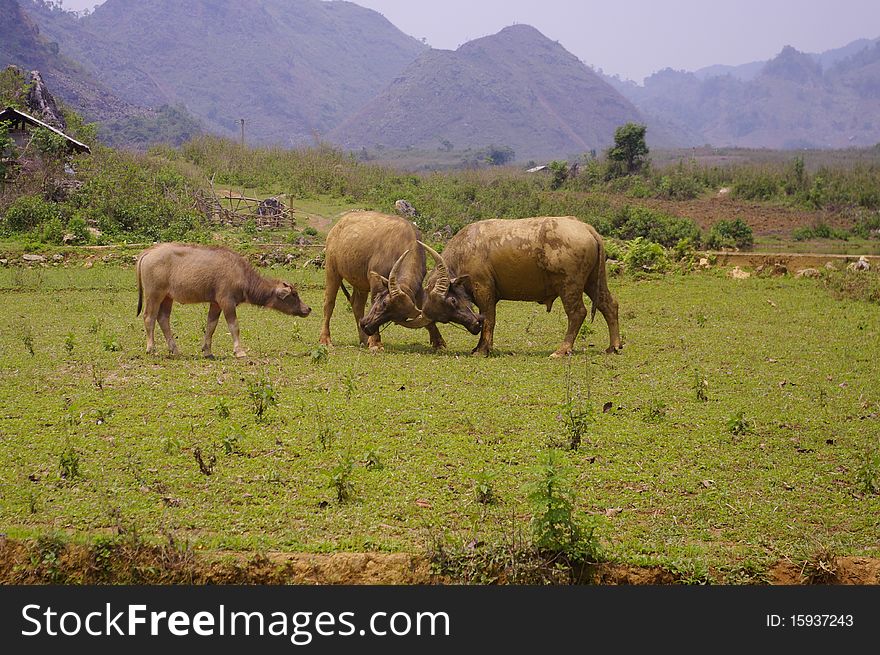 Two buffaloes are measured before a young female in the middle of the dry rice. Two buffaloes are measured before a young female in the middle of the dry rice