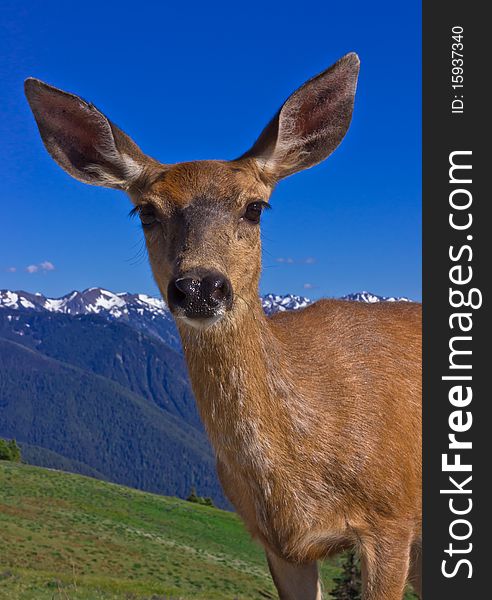 Portrait Of Deer In Front Of Mountains
