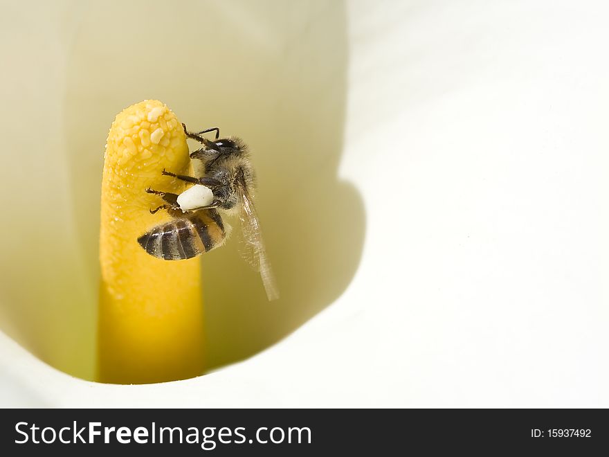 Honey bee pollinating an arum lily. Honey bee pollinating an arum lily