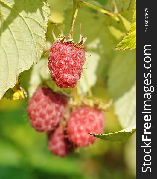 The ripe raspberry on the branch