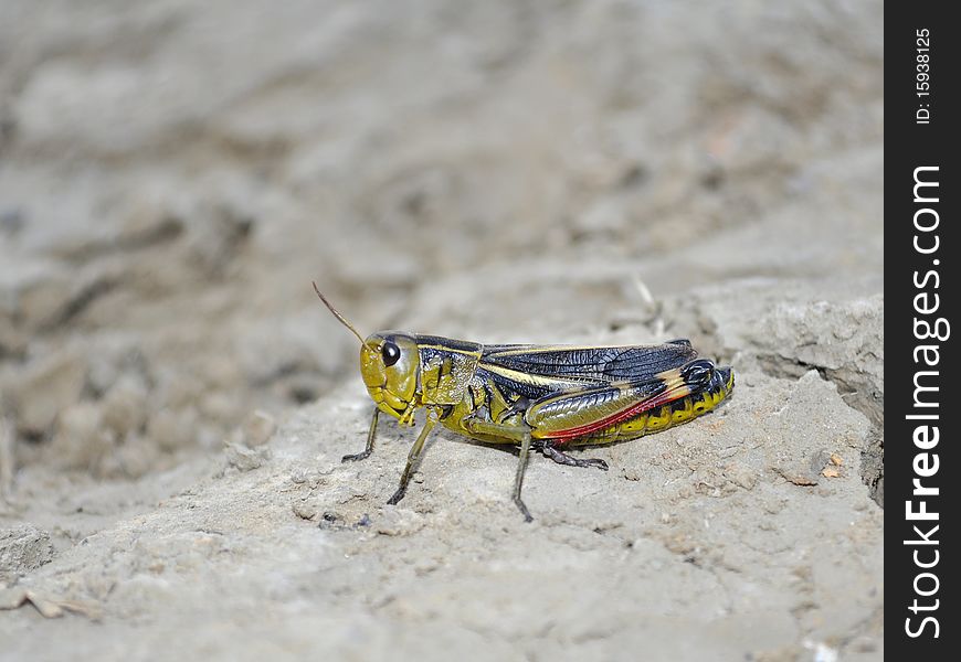 Macro shot of a beautiful Locust resting on the ground