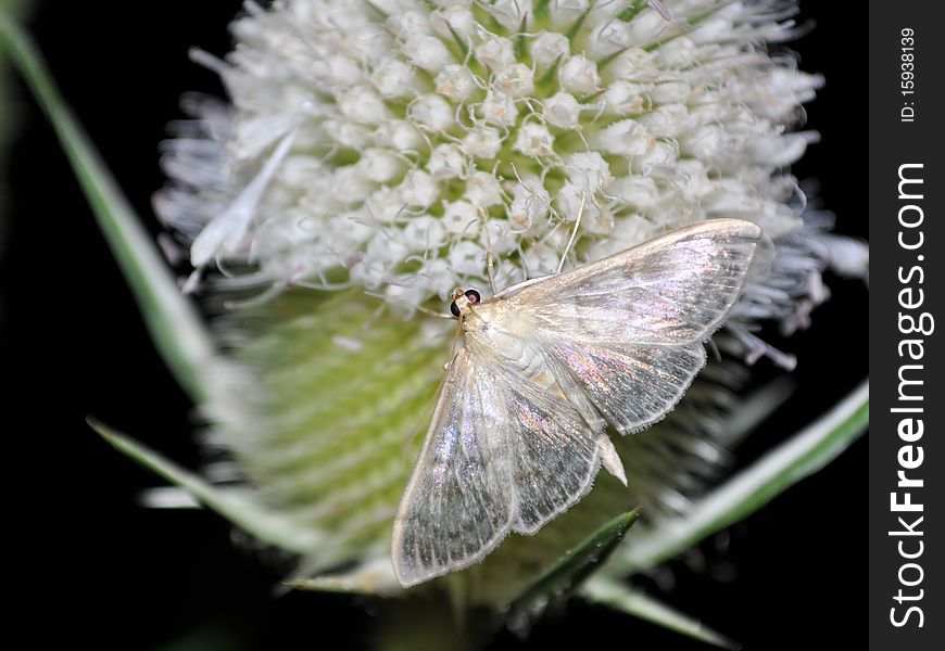 Butterfly sits on a flower in the night - Insect / Lepidoptera / Crambidae /Pleuroptya ruralis