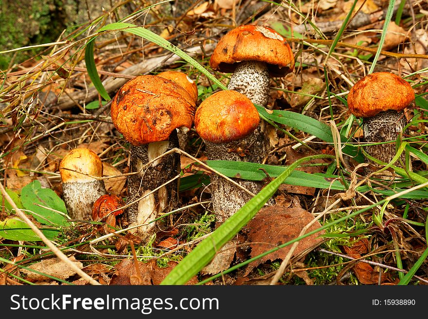 Aspen mushroom close up in a wood. Aspen mushroom close up in a wood