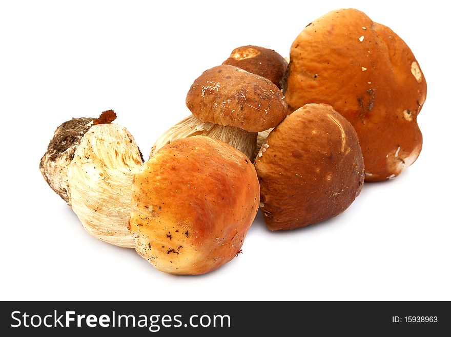 A few porcini on a white background. A few porcini on a white background