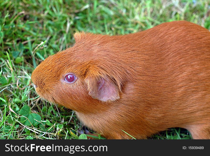 Ginger brown 14 weeks old guinea pig enjoying some fresh grass and clover. Ginger brown 14 weeks old guinea pig enjoying some fresh grass and clover.