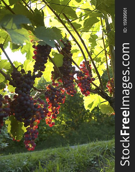 Red Grapes on vine in vineyard in Weil am Rhein, Germany. Red Grapes on vine in vineyard in Weil am Rhein, Germany